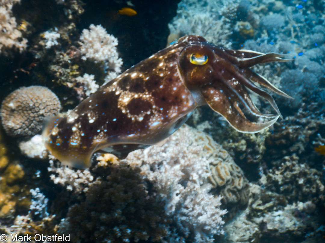 Marine Conservation Philippines-桑博安吉塔必去景点