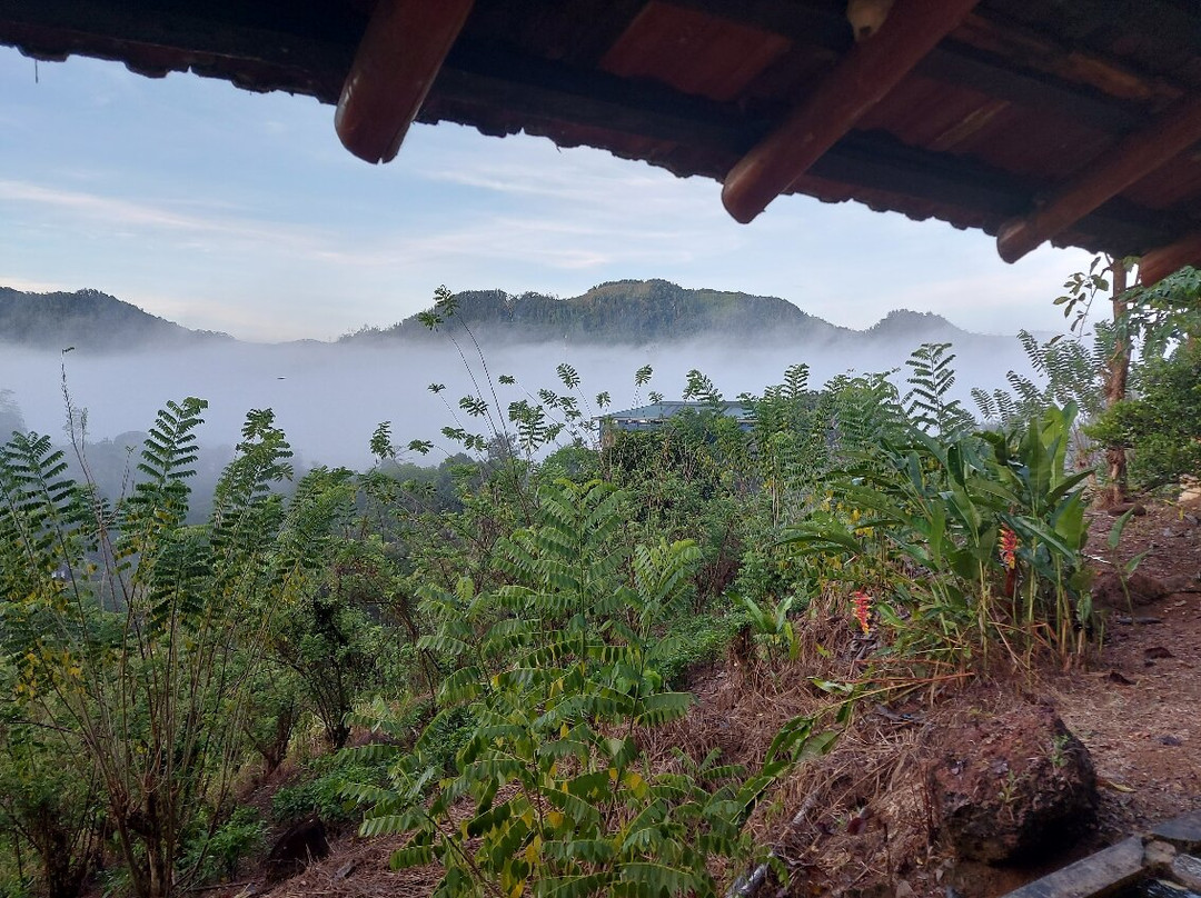 Rainforest Edge主图