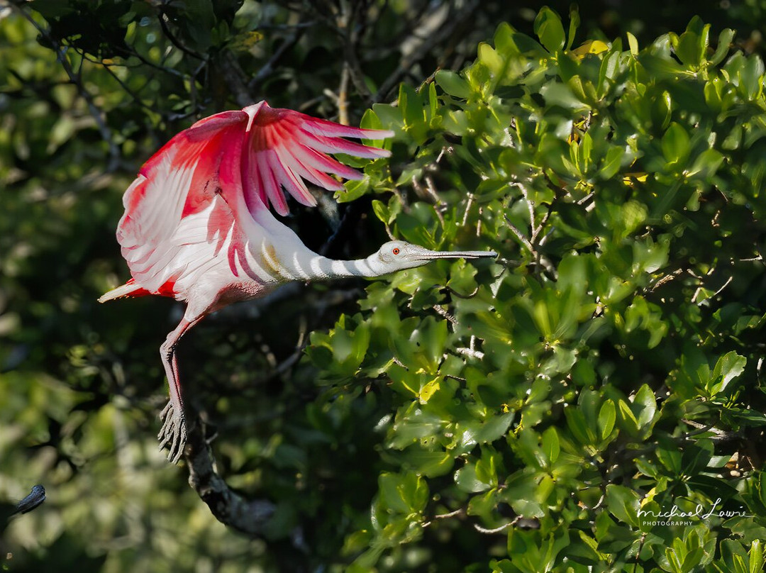 Captain Craig’s Everglades Boat Adventures LLC景点图片