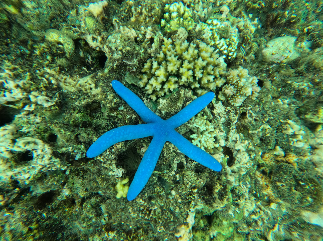 Menjangan West Bali Tour景点图片