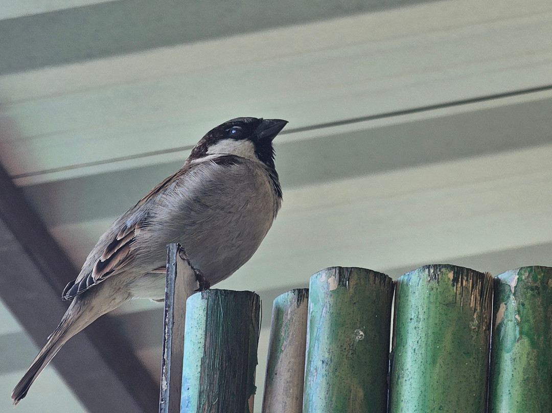 Fortune Park Moksha Mcleodganj主图