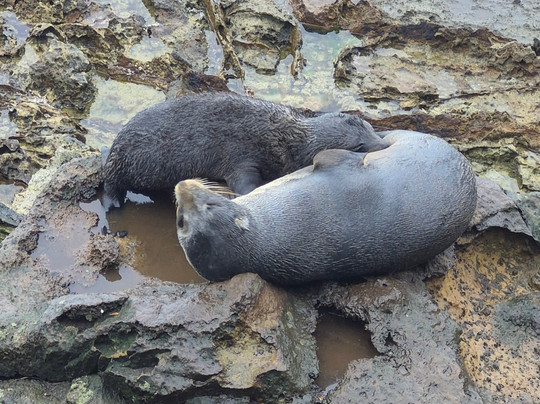 Awesome旅游服务-但尼丁必去景点
