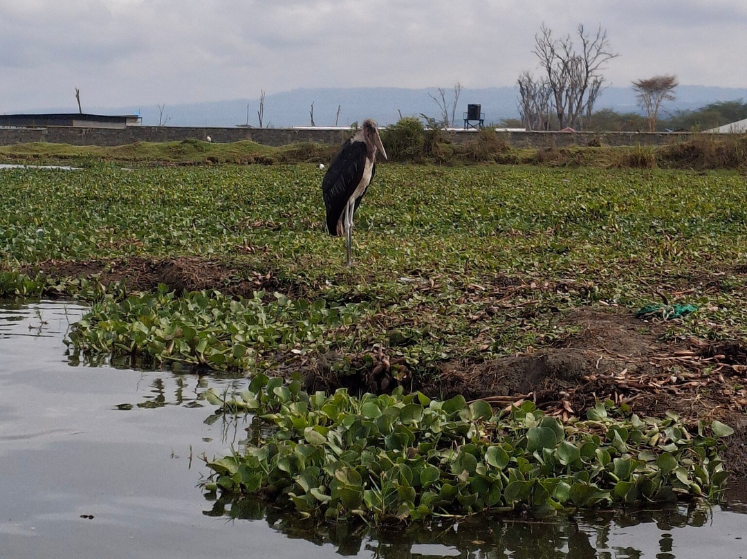 Topcats Safaris Ltd-内罗毕必去景点