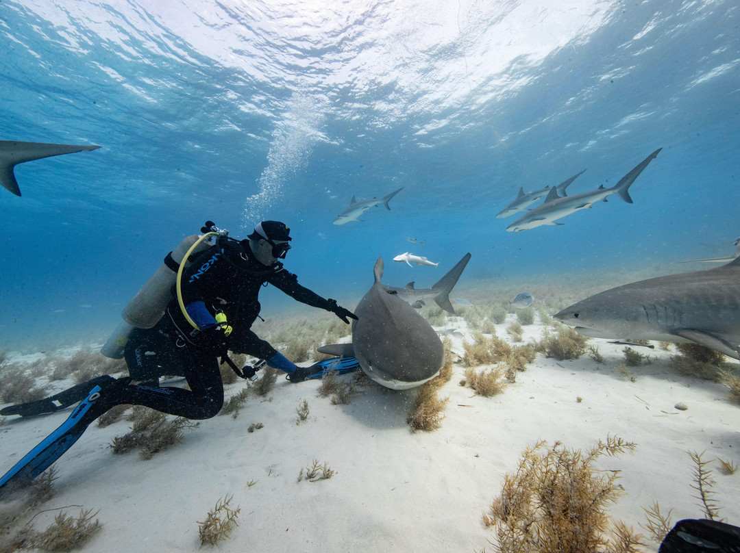 Epic Diving景点图片