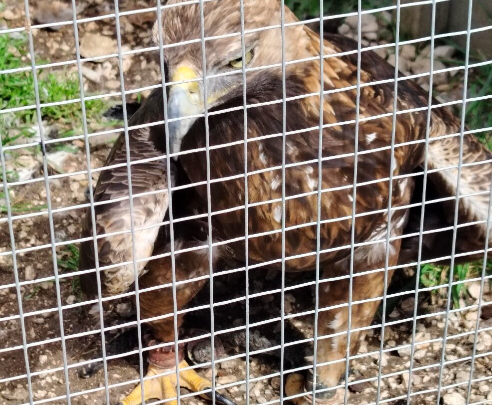Zoo Del Pirineu景点图片