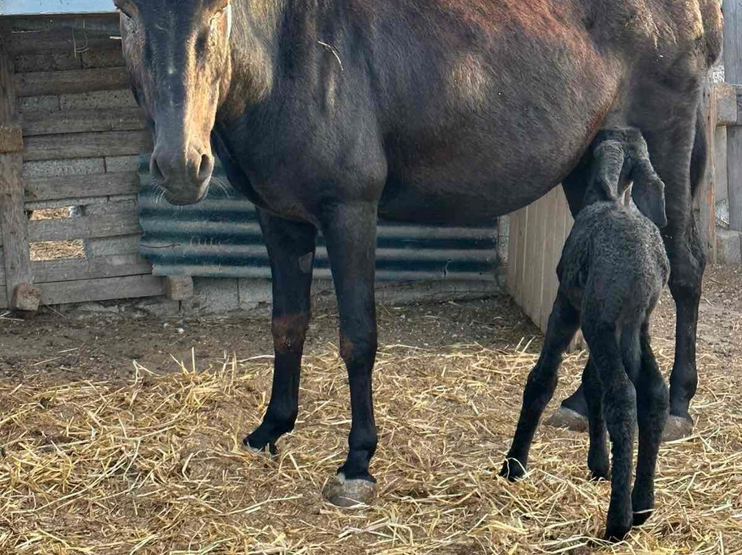 Maris Horseriding Santorini-费拉必去景点