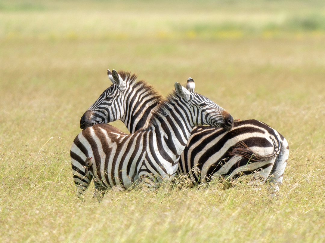 Unlimited Expeditions - The Soul Of Tanzania景点图片