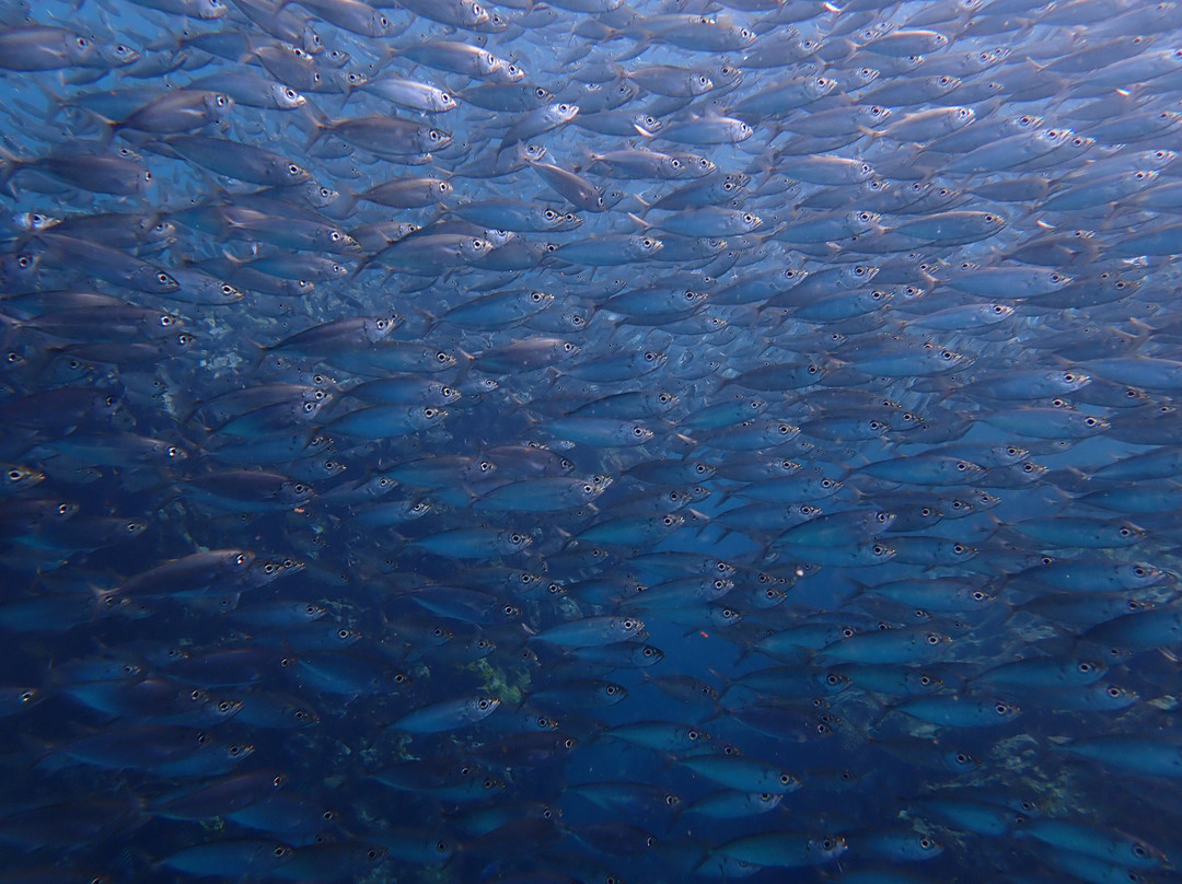 Snorkel Tobago-克朗波因特必去景点