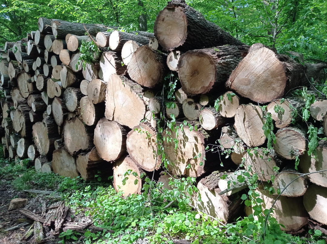 Forêt de Sénart景点图片