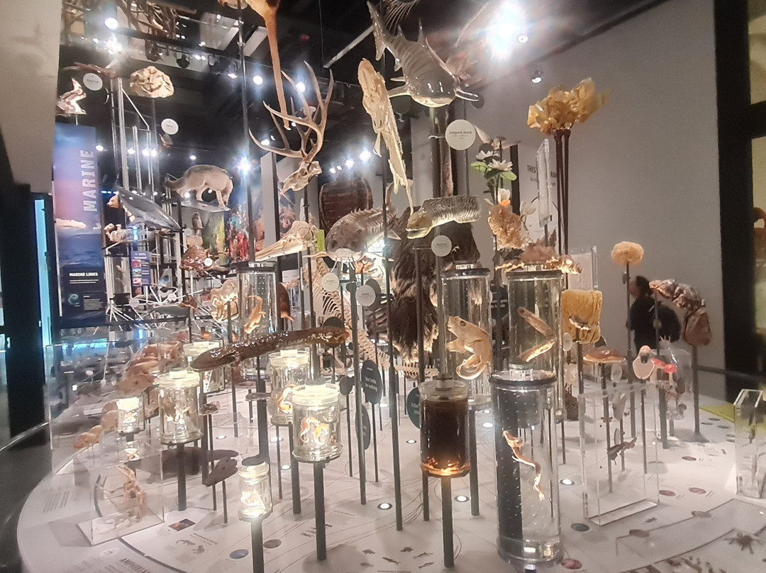 伯克自然历史和文化博物馆-西雅图必去景点