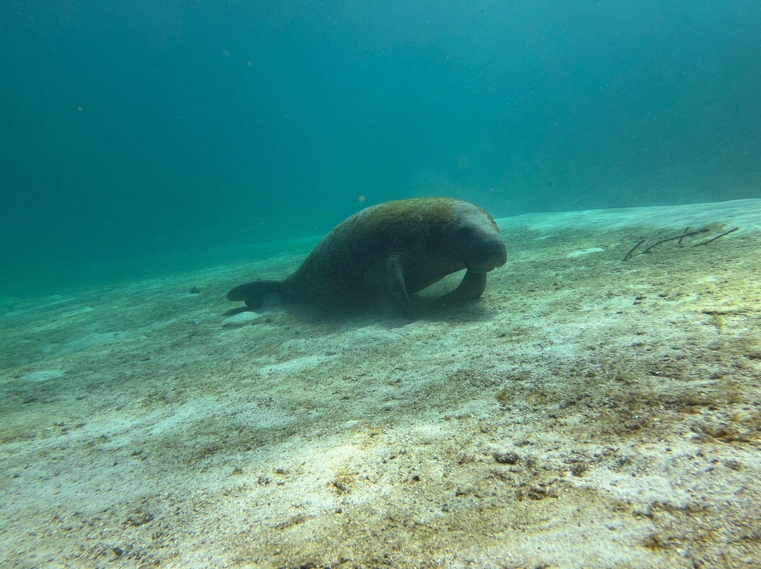 Diving Xcalak-Xcalak必去景点