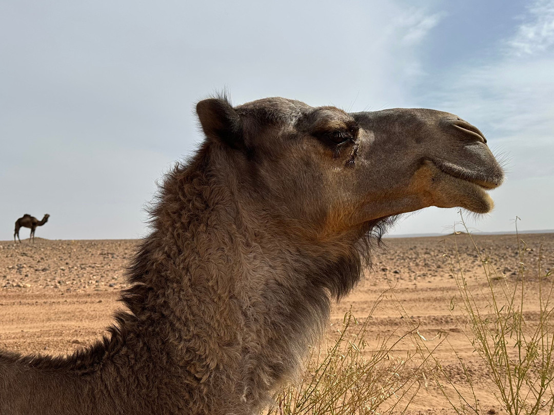 Sahara Steps景点图片