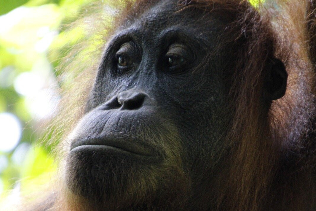 Bukit lawang orangutan trekking-武吉拉旺必去景点