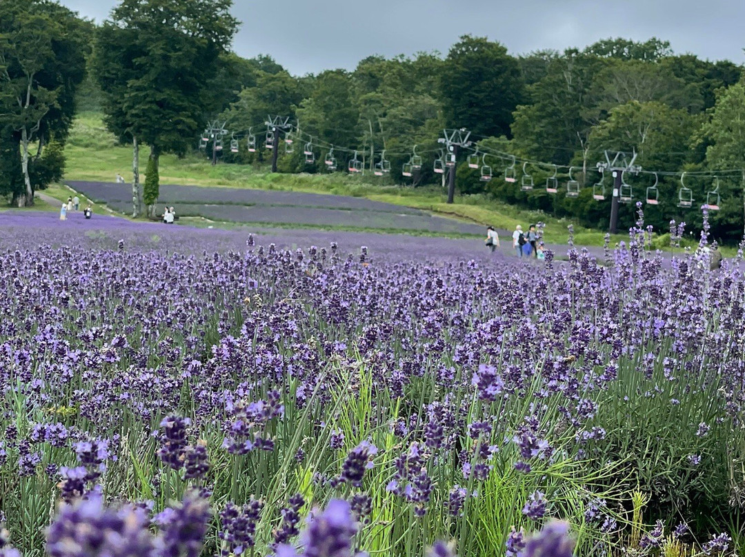 Tambara Lavender Park-沼田市必去景点