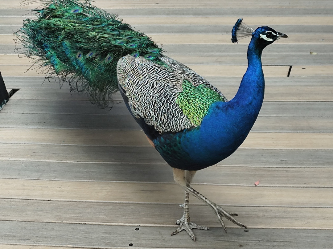 Spa Village Hamat Gader主图