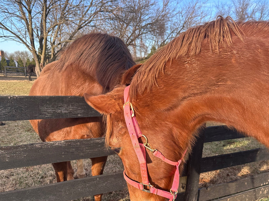 Posh Pony Trails景点图片