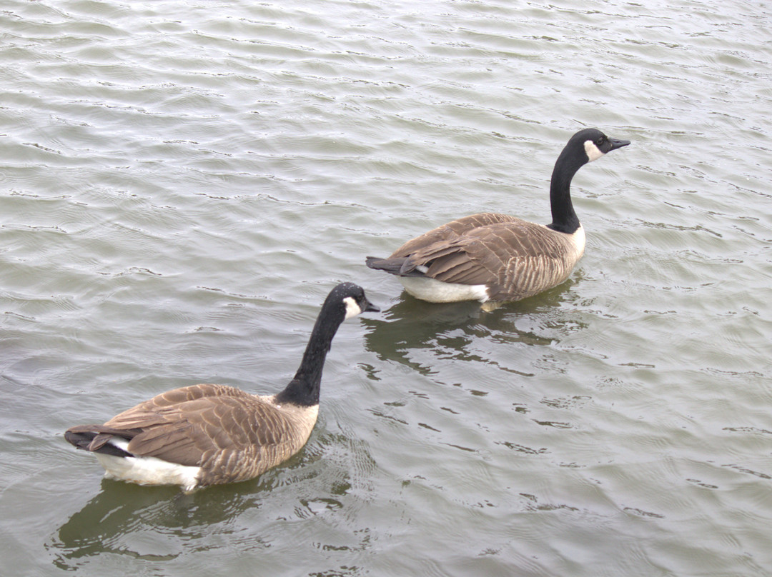 法拉盛草原-可罗娜公园-法拉盛必去景点