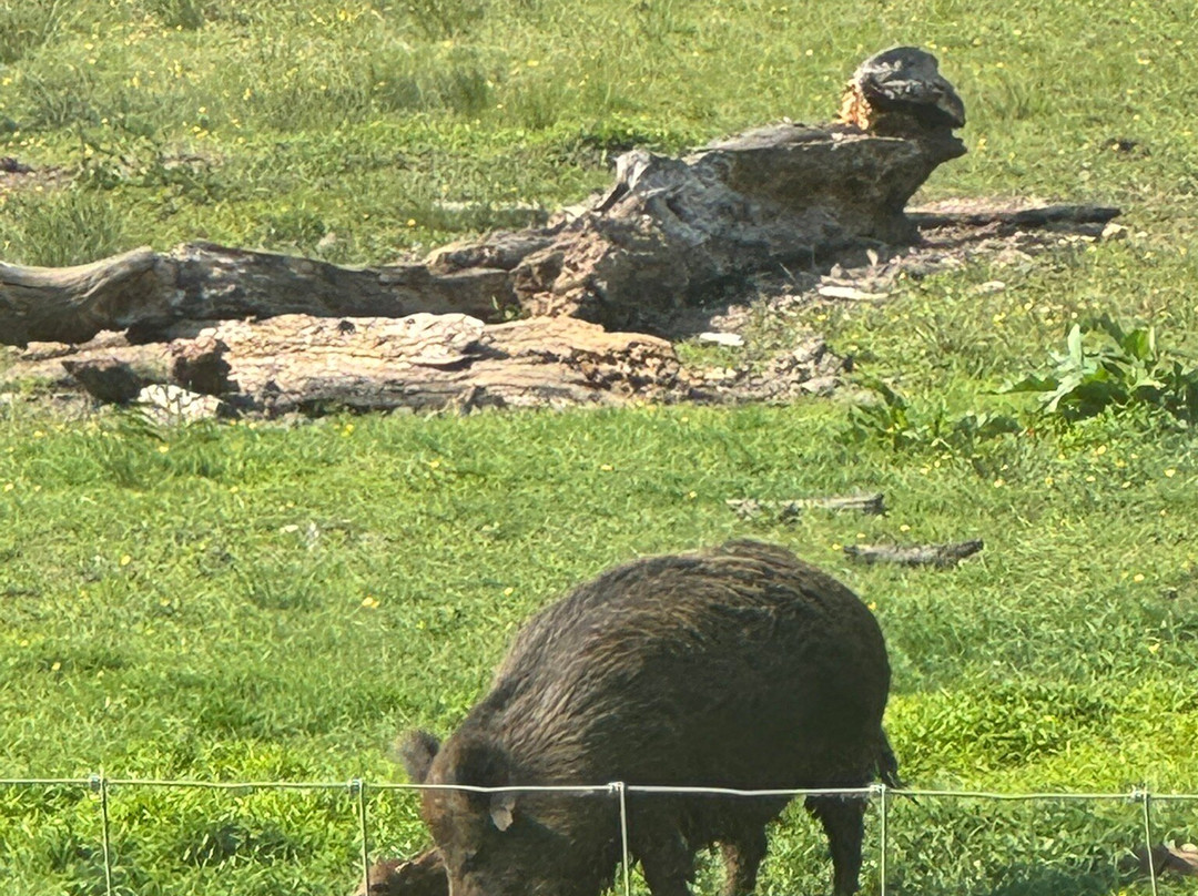 New Forest Wildlife Park景点图片