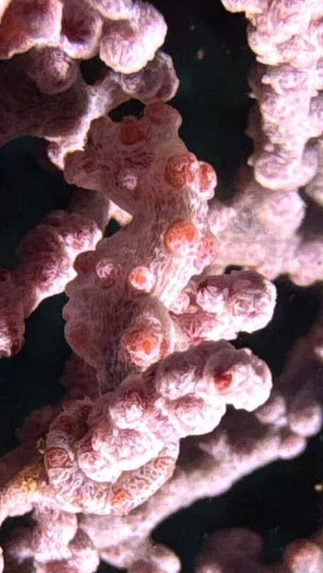 All 4 Diving Indonesia-沙努尔必去景点