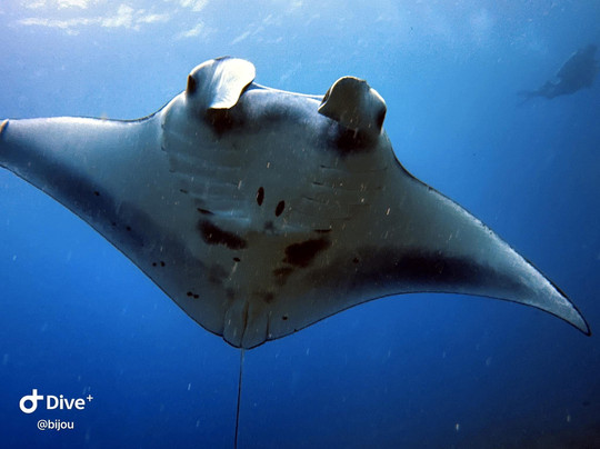 All 4 Diving Indonesia-沙努尔必去景点