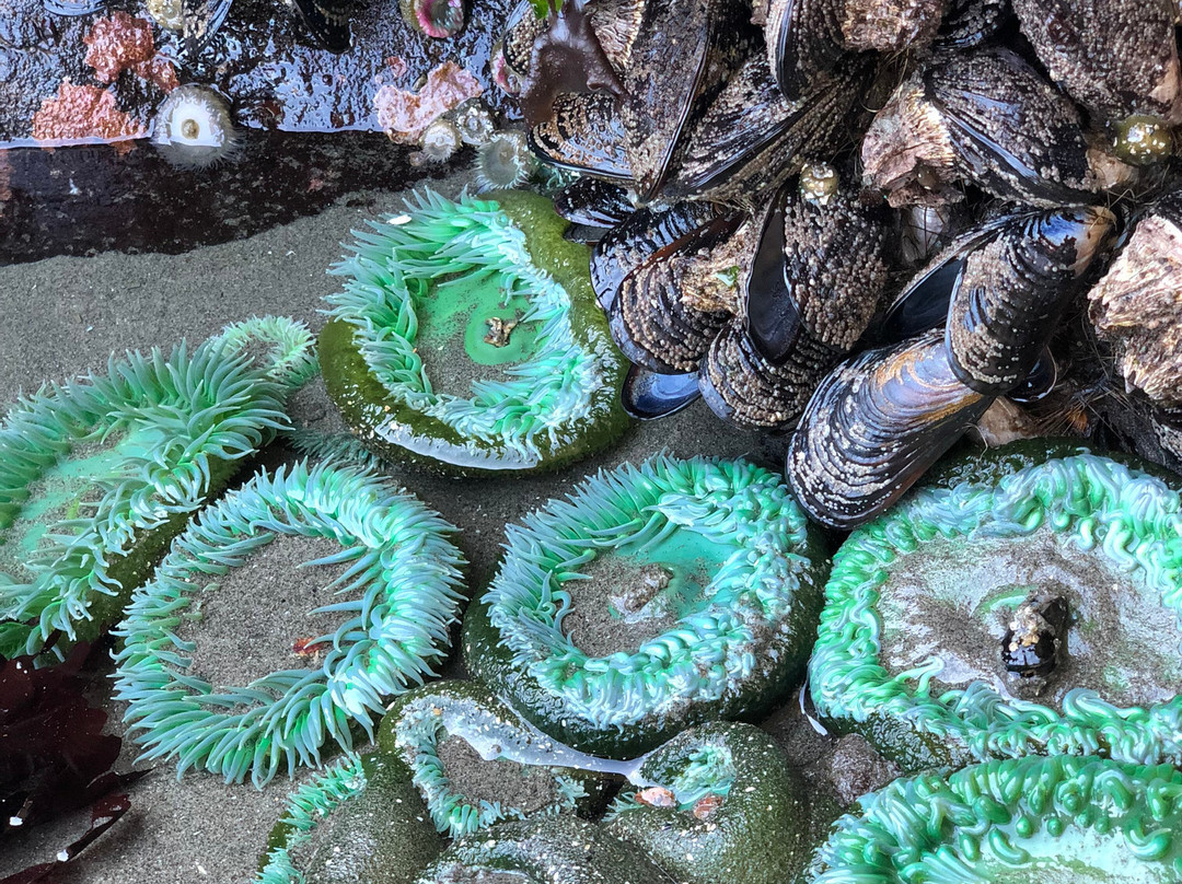 Second Beach Trail-奥林匹克国家公园必去景点