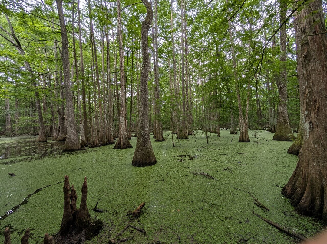 Louisiana State Arboretum景点图片
