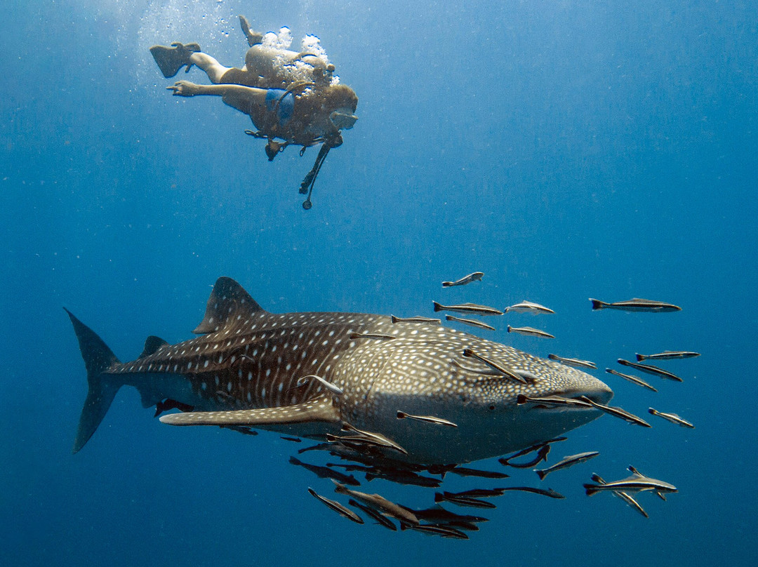 Pattaya Divers-芭堤雅必去景点