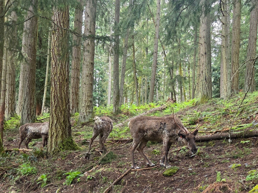 Northwest Trek Wildlife Park景点图片