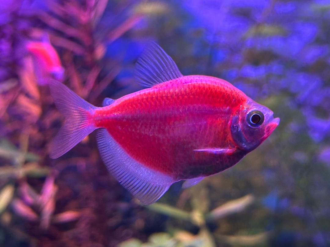 Cebu Ocean Park景点图片