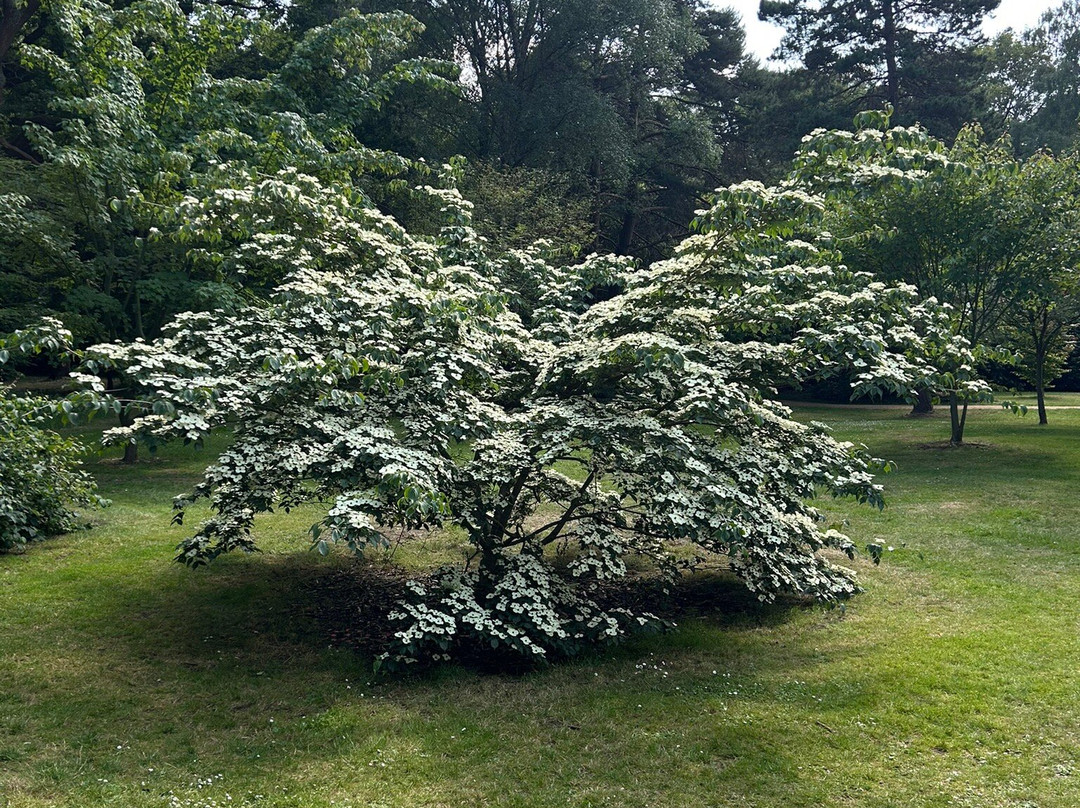 Isabella Plantation景点图片