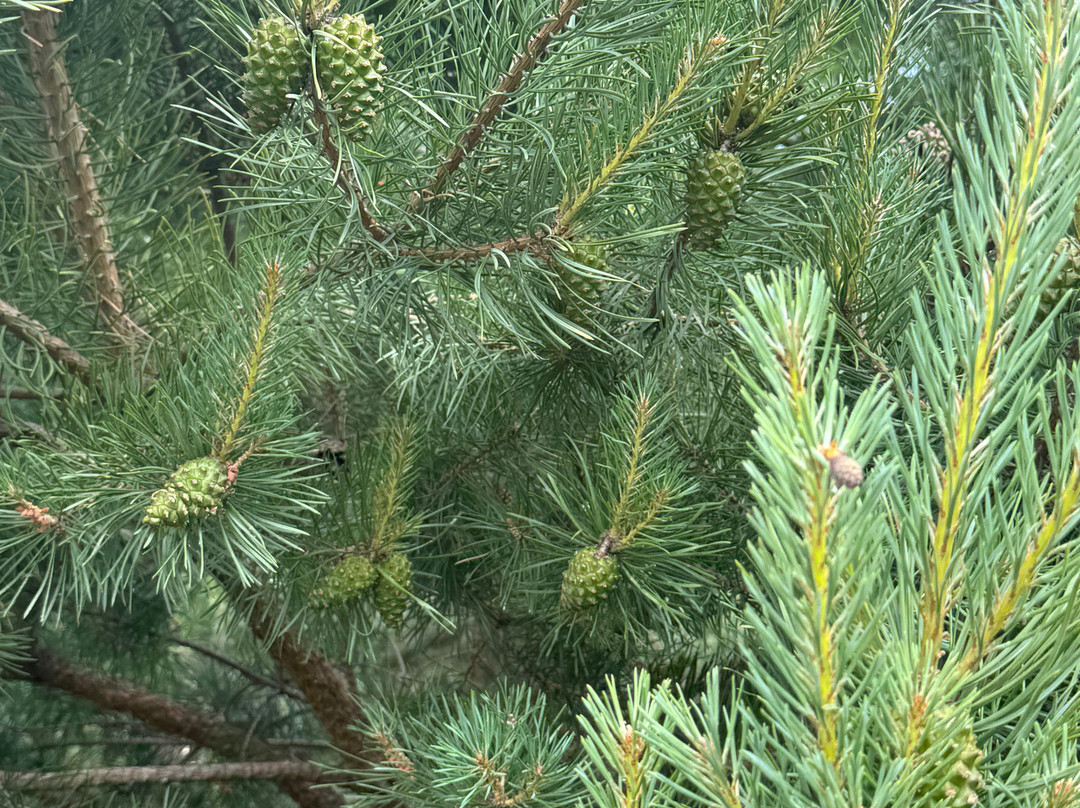 RSPB Budby South Forest景点图片