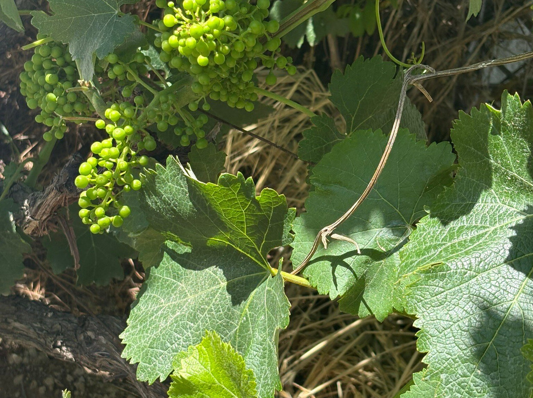 Garakis Winery-Kounavi必去景点