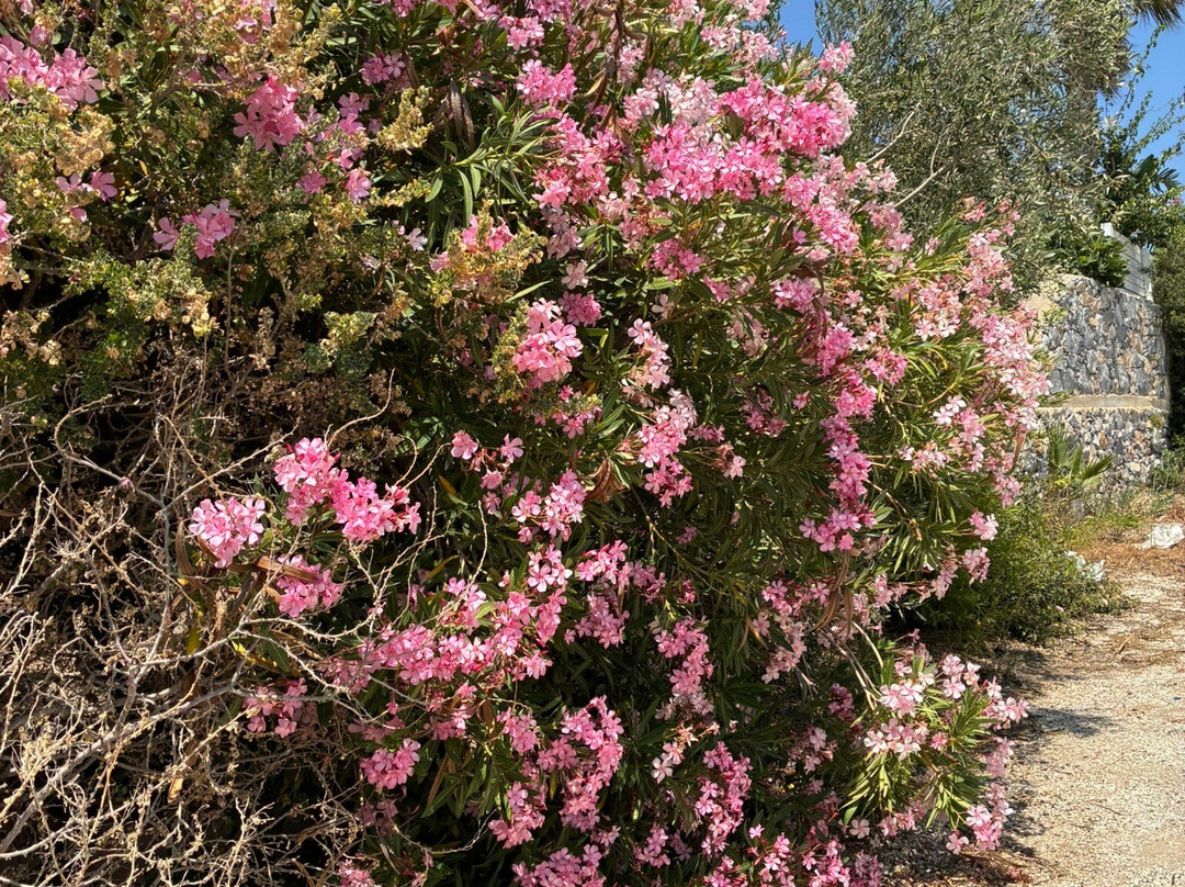 Dolphin Kastraki Studios & Apartments主图