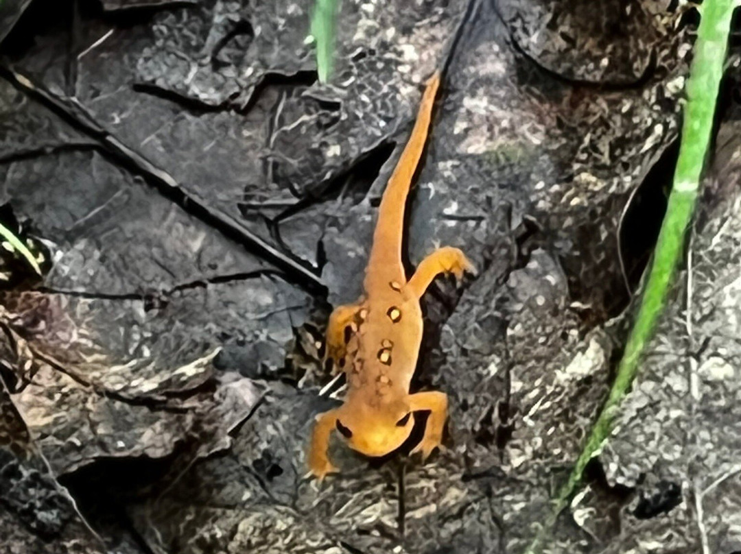 Pfeiffer Nature Center景点图片