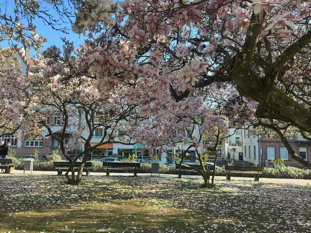 Magnolienhain-阿沙芬堡必去景点