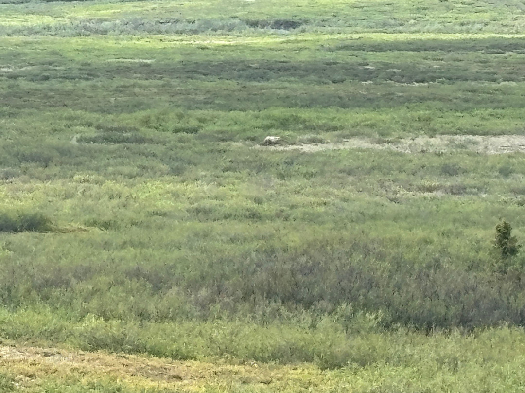 Squid Acres Kennel Dogsled Tours-坎特维尔必去景点