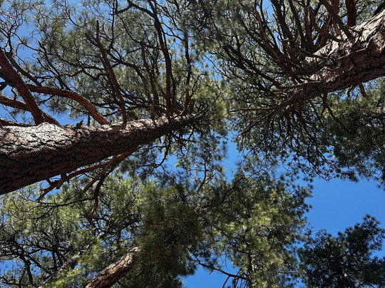 The Barefoot Trail - Flagstaff-弗拉格斯塔夫必去景点