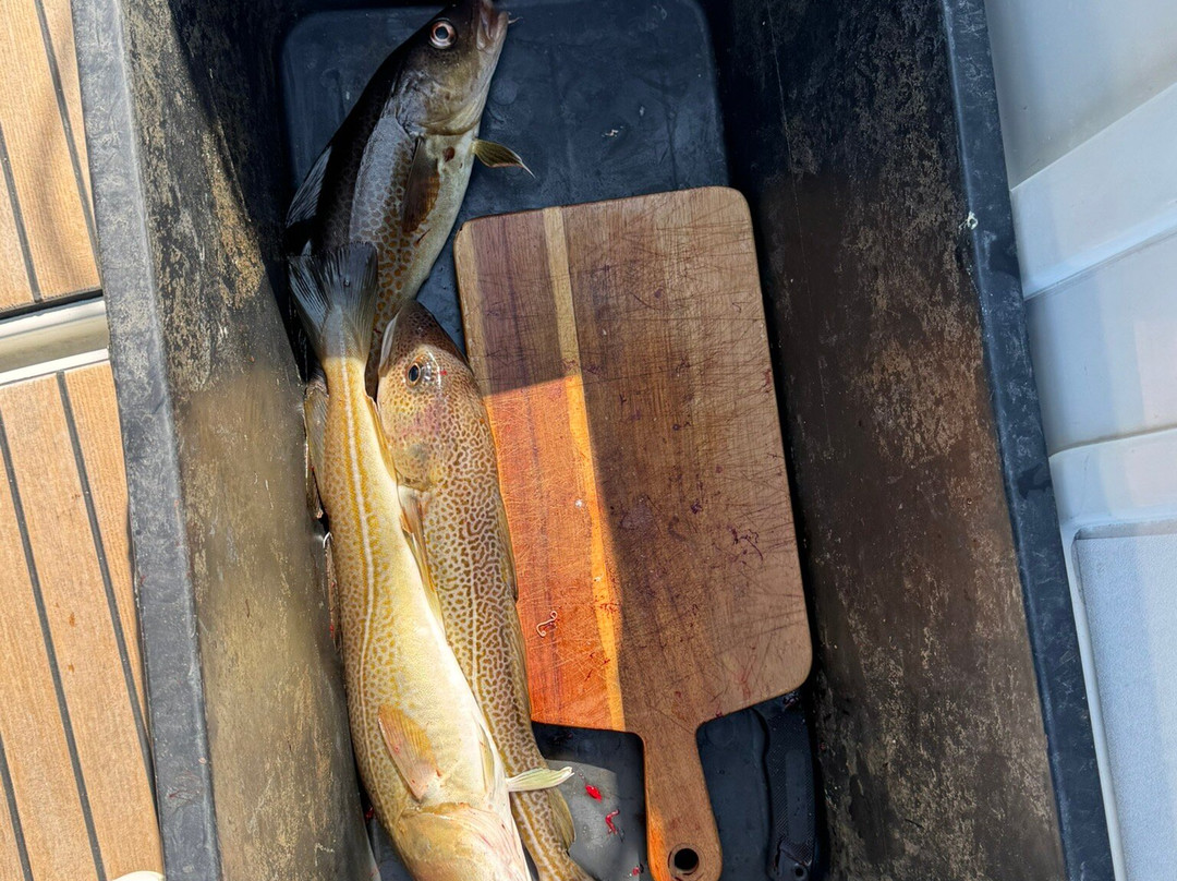 Arctic Cruise In Norway AS - Day Tours-特罗姆瑟必去景点