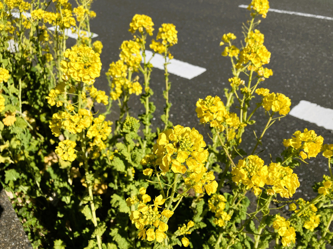 Boso Flower Line-馆山市必去景点
