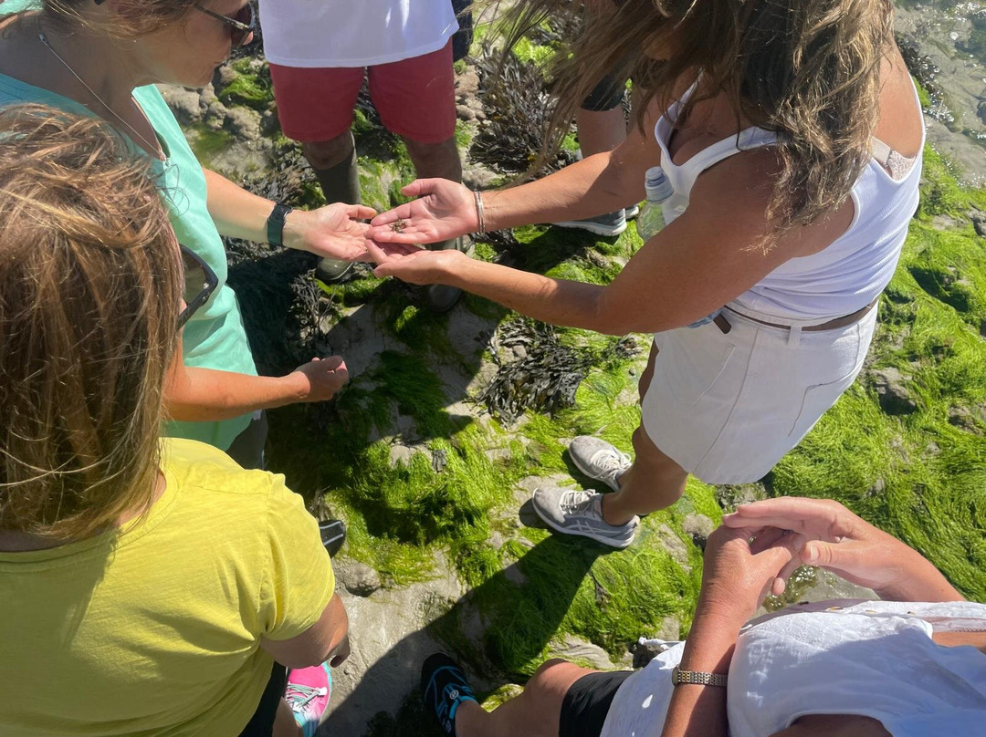 Guernsey Seaweed Foraging Tours-Castel必去景点