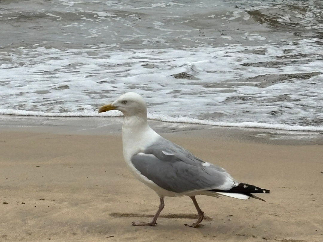Newquay Beach-纽奎必去景点