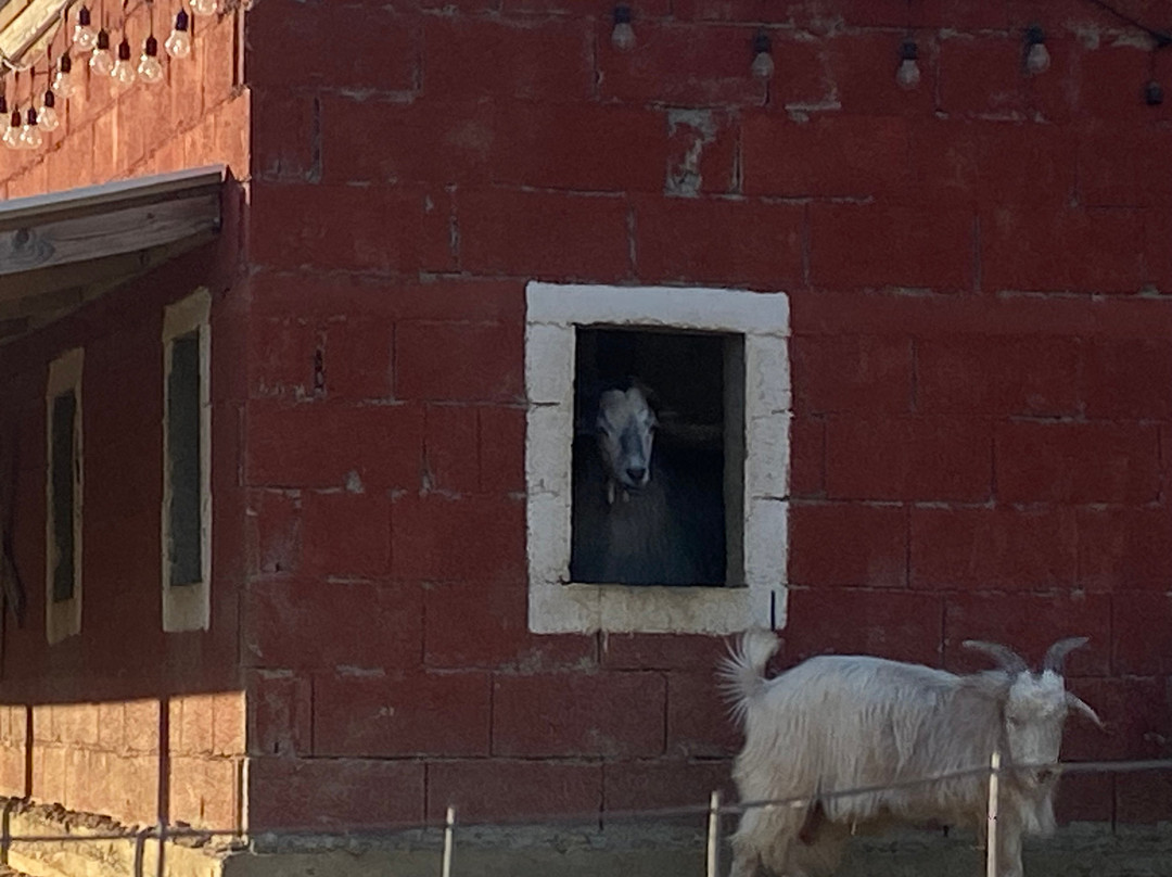 Bote Farms