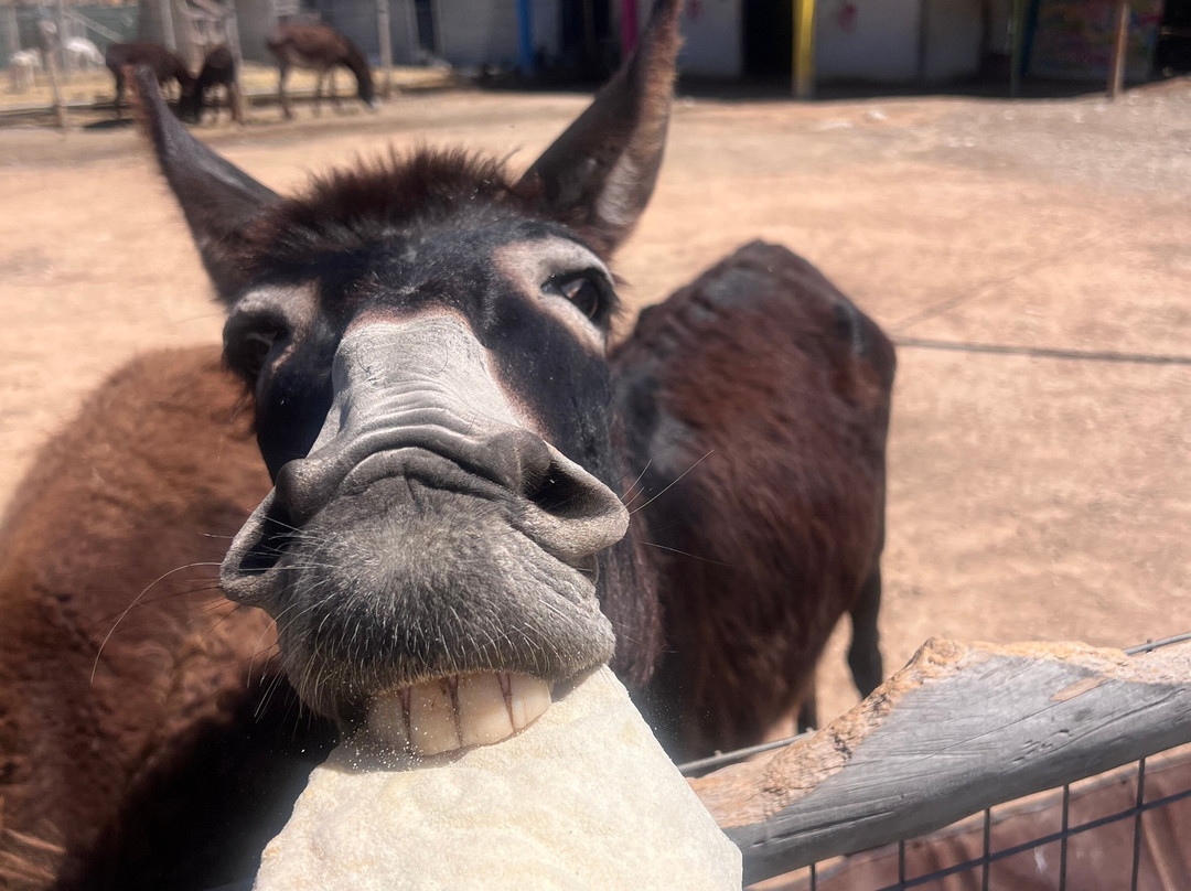 Bees House Rodos-Archipoli必去景点