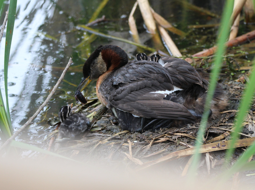 台福特湖-勒杜克必去景点