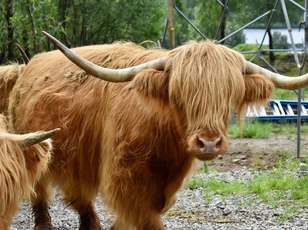 Black Sheep Adventures-Invergarry必去景点