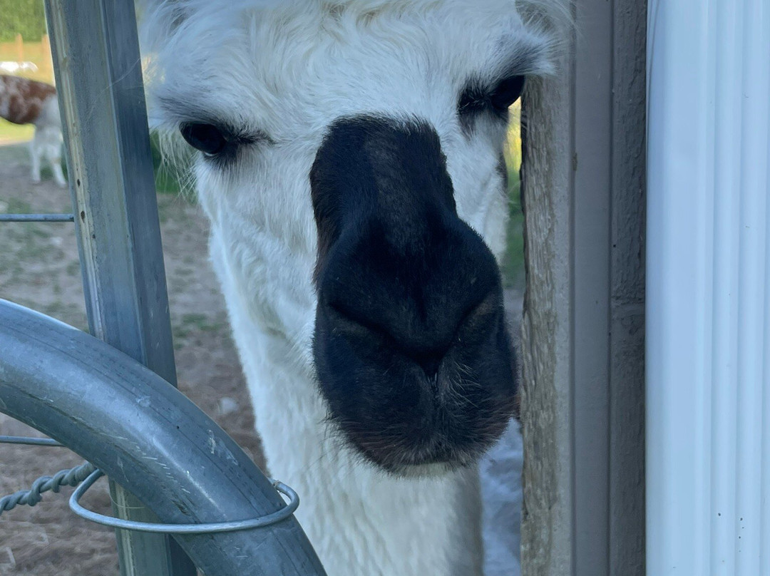 Alpine Ridge Alpacas-Clarksburg必去景点