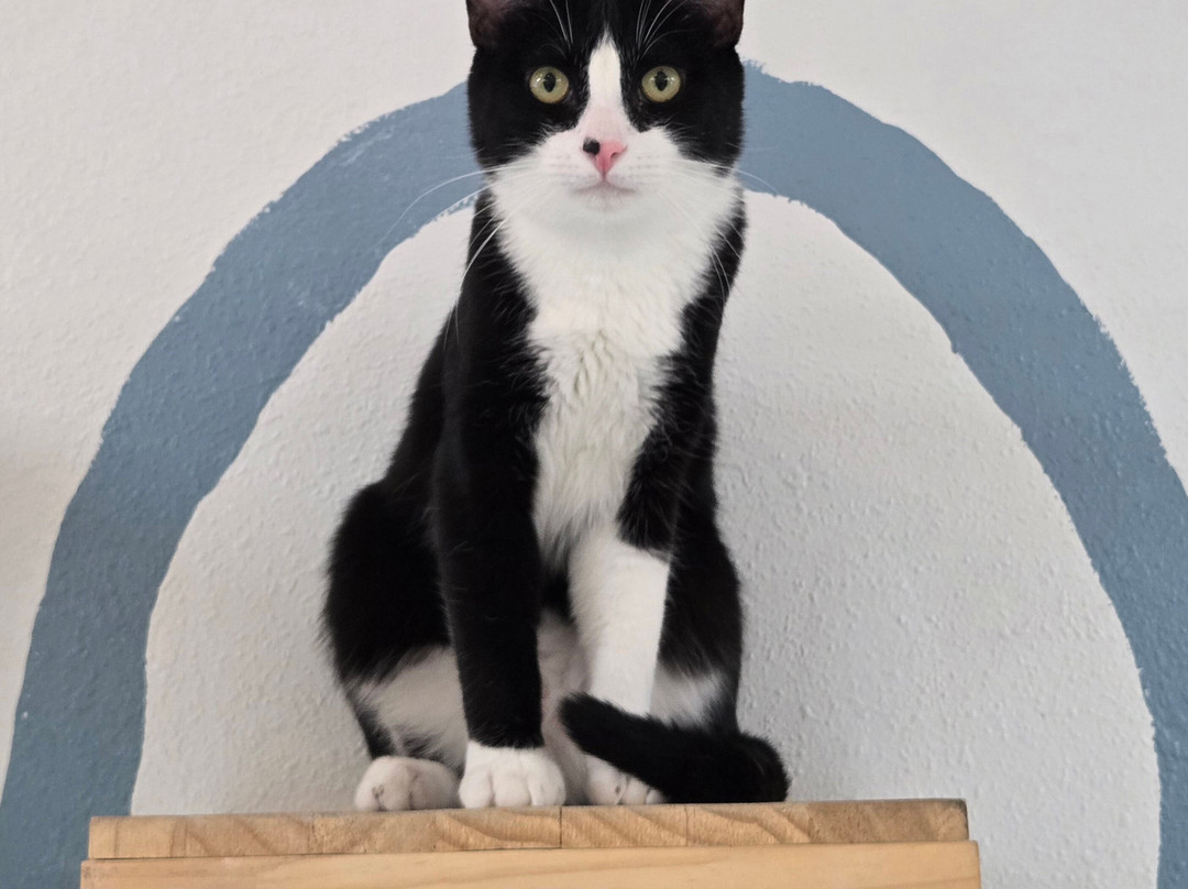 Save the Meow Meows Cat Lounge-Yucca Valley必去景点