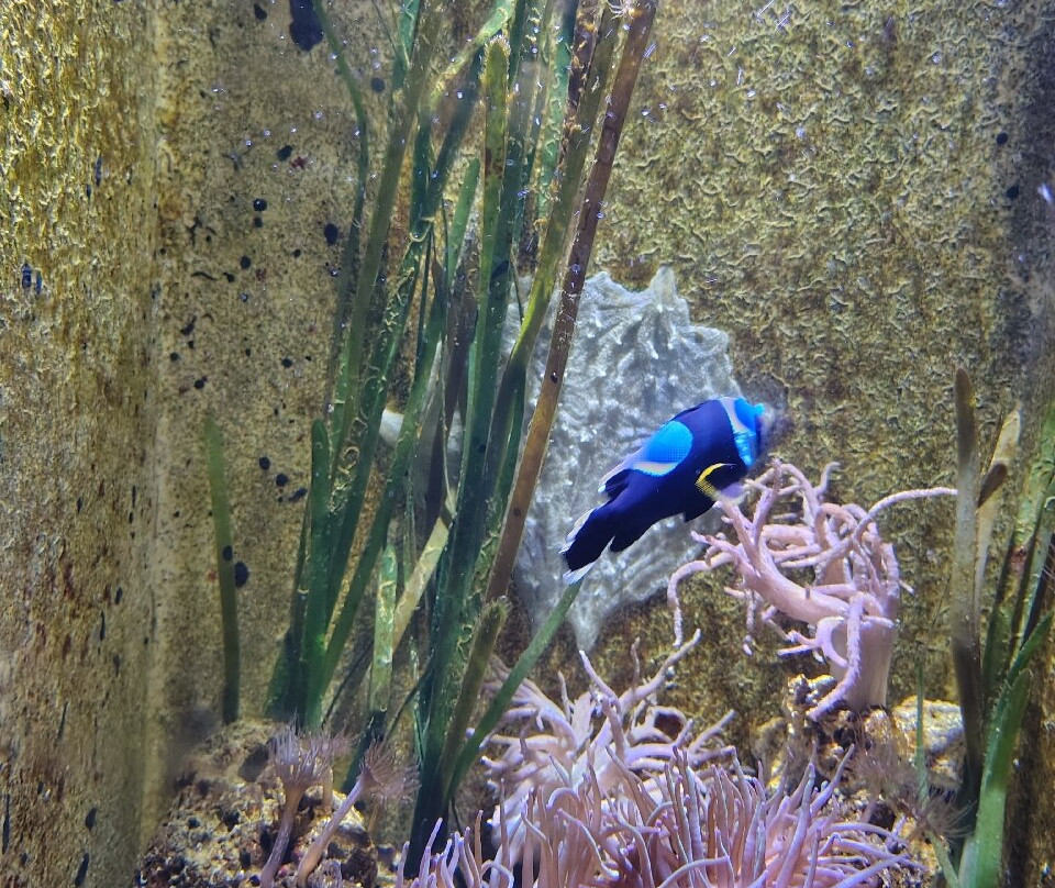 Aquarium de Vendée-Talmont Saint Hilaire必去景点