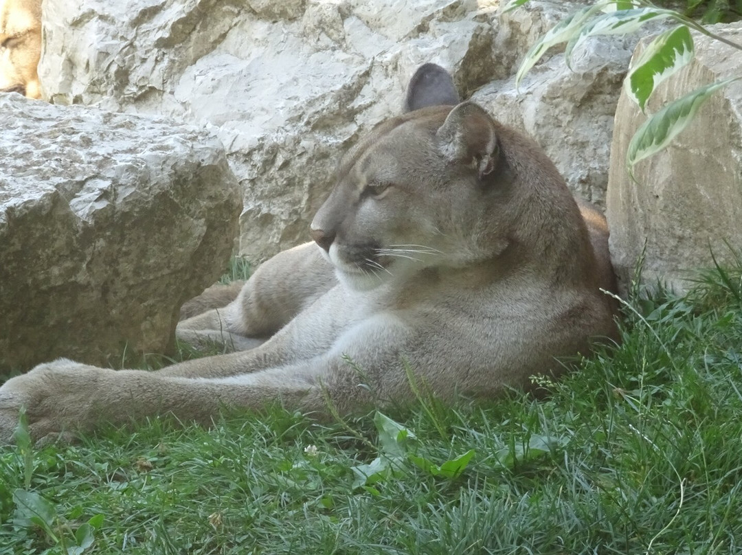 Le Domaine des Fauves-Les Abrets必去景点