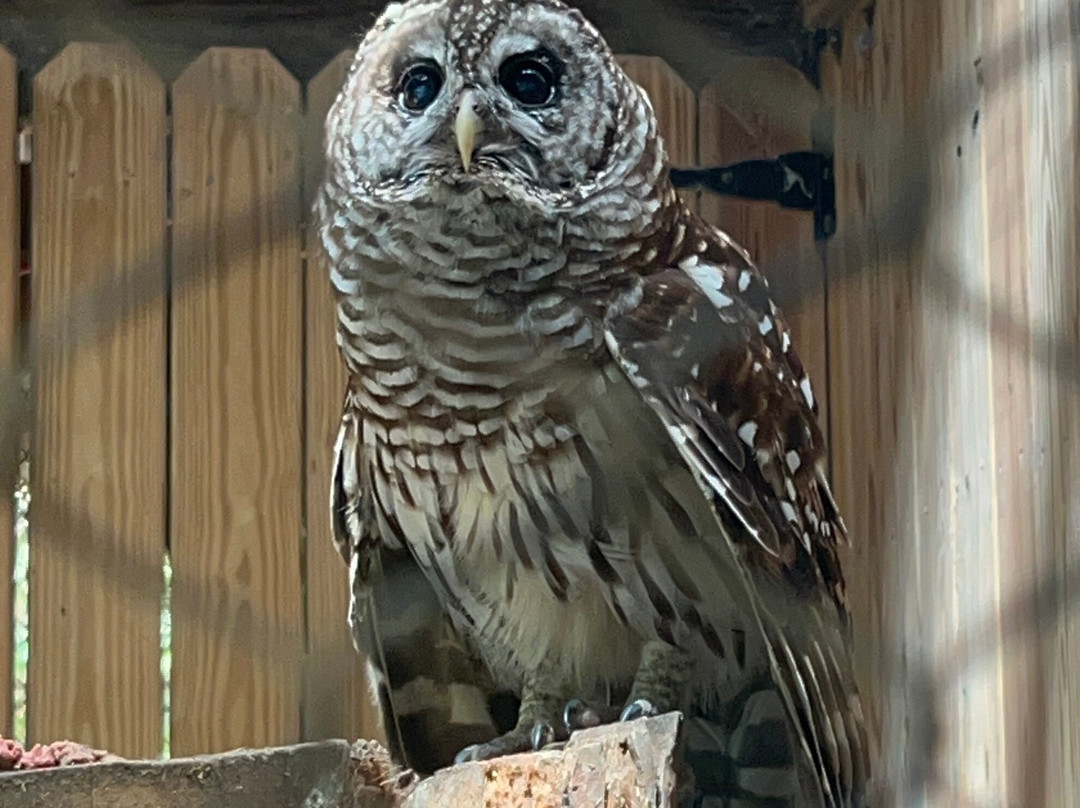 Oatland Island Wildlife Center-萨凡纳必去景点